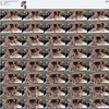 QCCP thumbnail