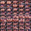 [Chaturbate] MollyFlwers Livestream Weeks 43 & 44 2025 thumbnail