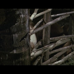 Rambo.First.Blood.Part.II.1985.720p.PTV.WEB-DL.AAC.2.0.H.264-PiRaTeS.mkv